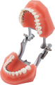 Orthodontic demonstration model discovery® delight